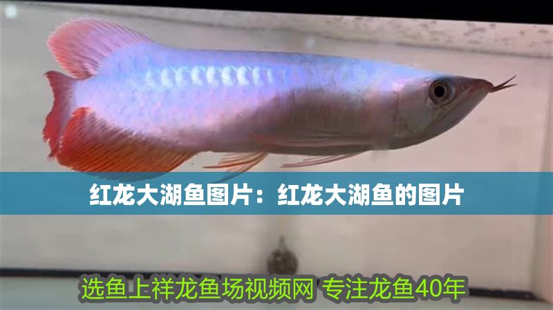 紅龍大湖魚圖片：紅龍大湖魚的圖片