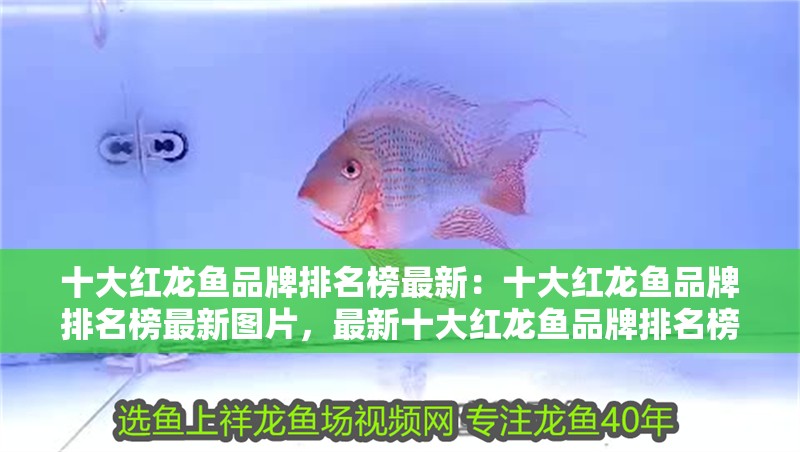 十大紅龍魚品牌排名榜最新：十大紅龍魚品牌排名榜最新圖片，最新十大紅龍魚品牌排名榜及