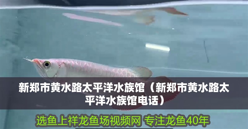 新鄭市黃水路太平洋水族館（新鄭市黃水路太平洋水族館電話）