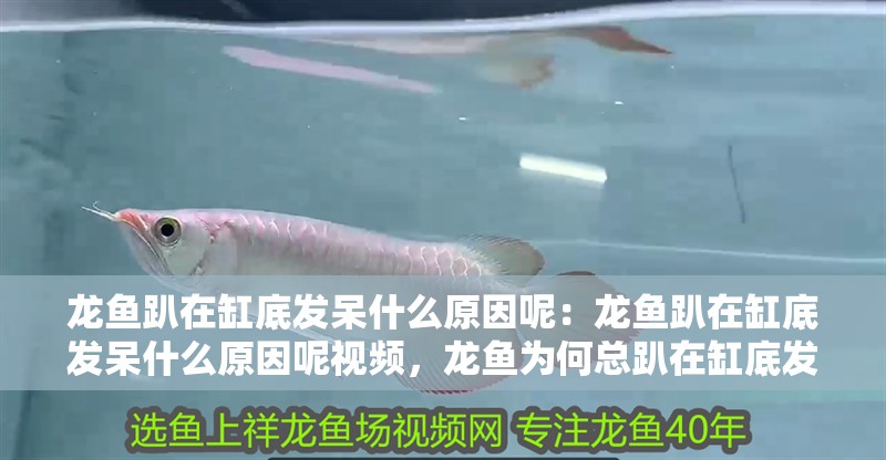 龍魚趴在缸底發呆什么原因呢：龍魚趴在缸底發呆什么原因呢視頻，龍魚為何總趴在缸底發呆？原因解析與視頻指南