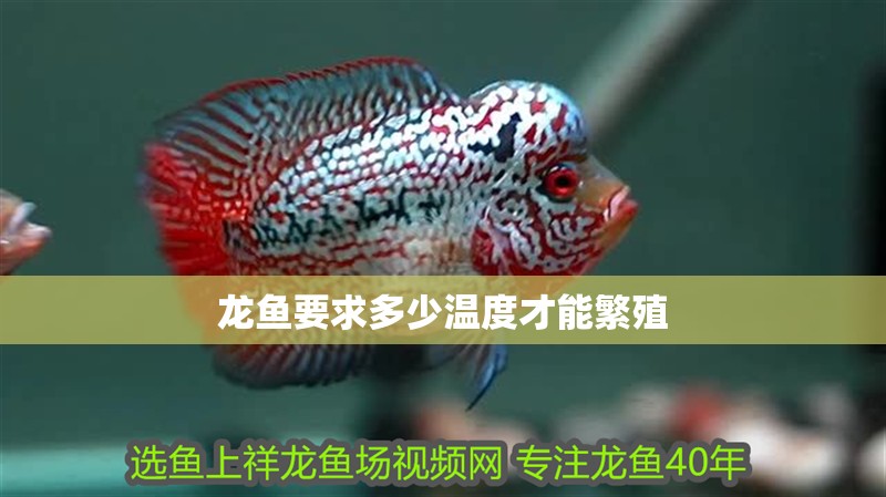 龍魚要求多少溫度才能繁殖