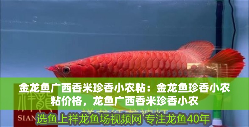 金龍魚廣西香米珍香小農(nóng)粘：金龍魚珍香小農(nóng)粘價格，龍魚廣西香米珍香小農(nóng)
