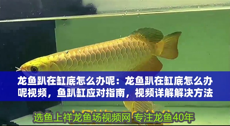 龍魚趴在缸底怎么辦呢：龍魚趴在缸底怎么辦呢視頻，魚趴缸應對指南，視頻詳解解決方法