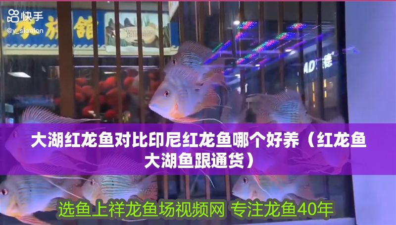大湖紅龍魚對比印尼紅龍魚哪個好養（紅龍魚大湖魚跟通貨）