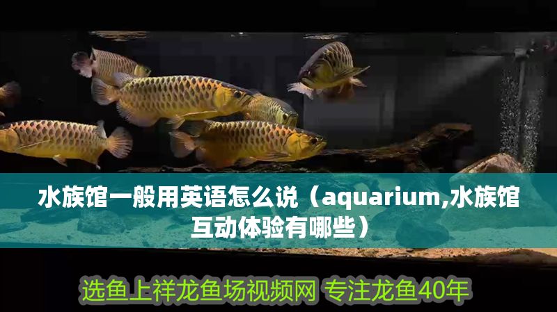 水族館一般用英語怎么說（aquarium,水族館互動體驗有哪些） 水族館一般用英語怎么說（aquarium,水族館互動體驗有哪些） 水族館百科（水族館加盟） 第1張