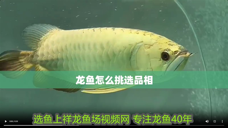 龍魚怎么挑選品相