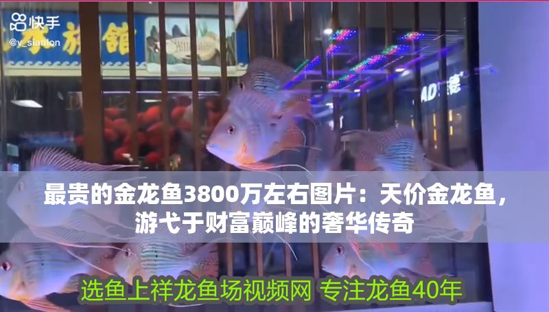 最貴的金龍魚(yú)3800萬(wàn)左右圖片：天價(jià)金龍魚(yú)，游弋于財(cái)富巔峰的奢華傳奇
