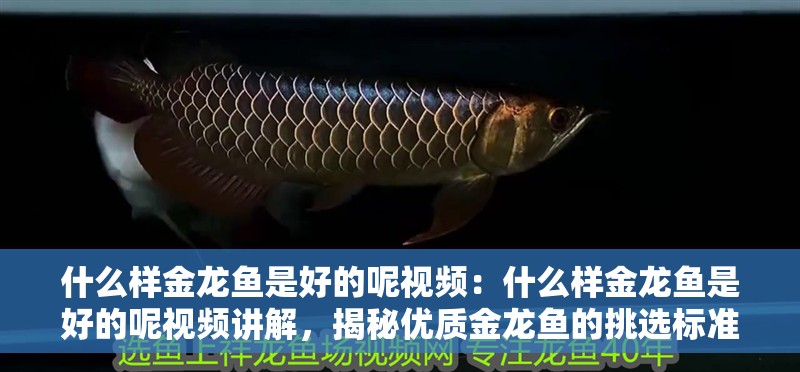 什么樣金龍魚是好的呢視頻：什么樣金龍魚是好的呢視頻講解，揭秘優質金龍魚的挑選標準——