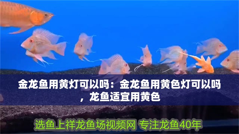 金龍魚用黃燈可以嗎：金龍魚用黃色燈可以嗎，龍魚適宜用黃色