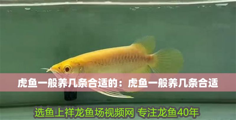 虎魚一般養幾條合適的：虎魚一般養幾條合適