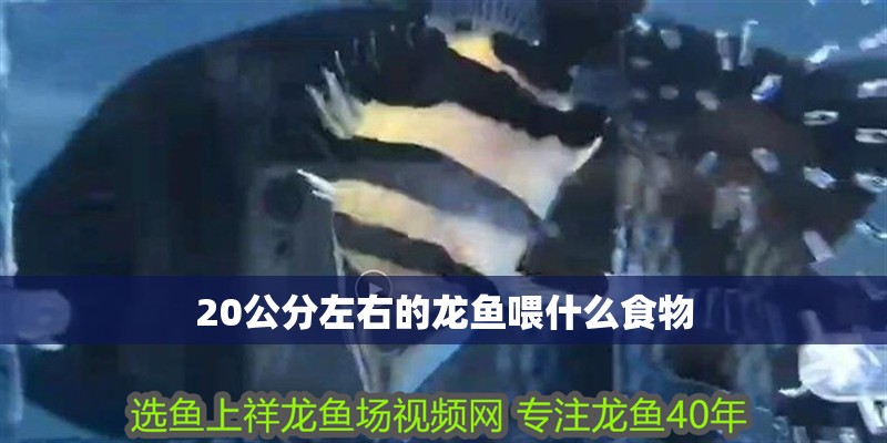 20公分左右的龍魚喂什么食物