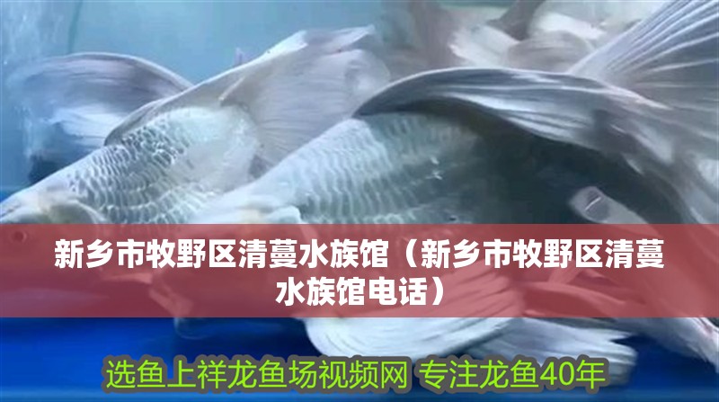 新鄉(xiāng)市牧野區(qū)清蔓水族館（新鄉(xiāng)市牧野區(qū)清蔓水族館電話）
