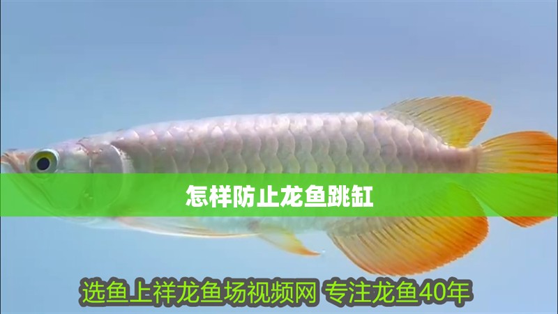 怎樣防止龍魚跳缸
