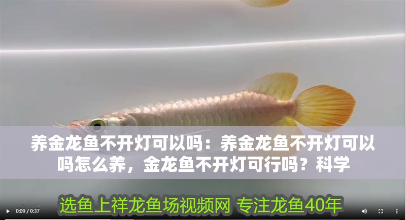 養金龍魚不開燈可以嗎：養金龍魚不開燈可以嗎怎么養，金龍魚不開燈可行嗎？科學