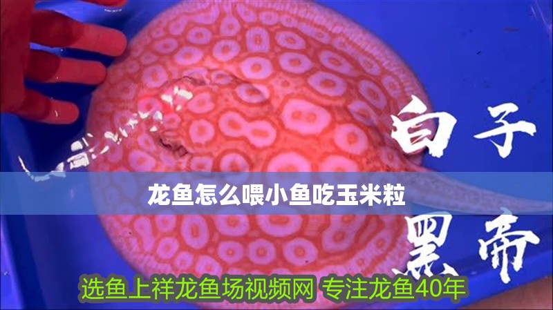 龍魚怎么喂小魚吃玉米粒