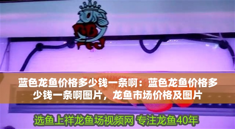 藍色龍魚價格多少錢一條?。核{色龍魚價格多少錢一條啊圖片，龍魚市場價格及圖片
