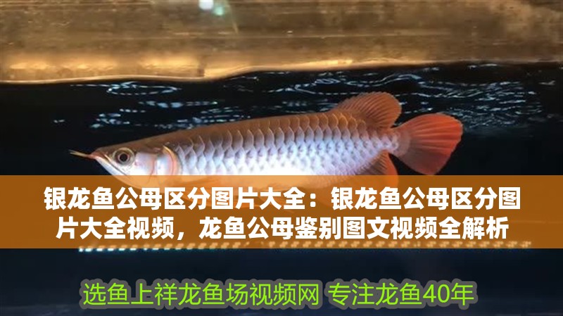 銀龍魚公母區(qū)分圖片大全：銀龍魚公母區(qū)分圖片大全視頻，龍魚公母鑒別圖文視頻全解析