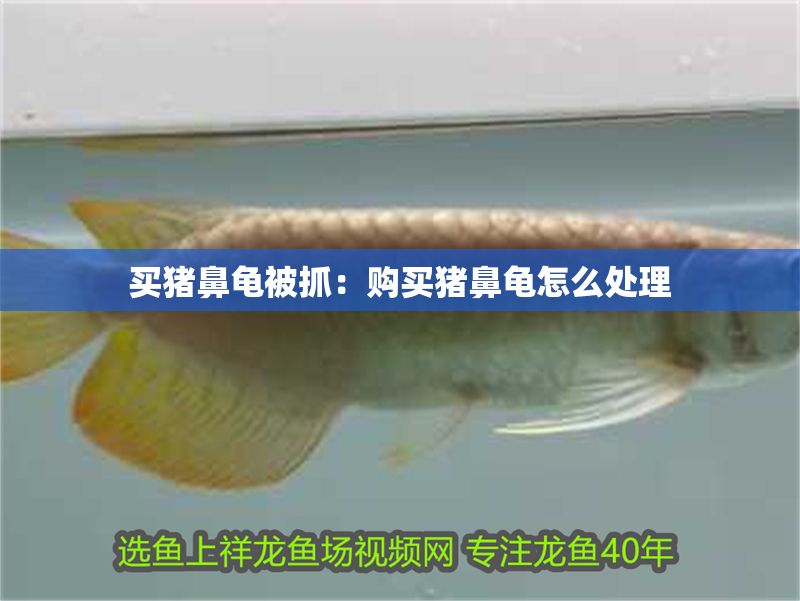 買豬鼻龜被抓：購買豬鼻龜怎么處理