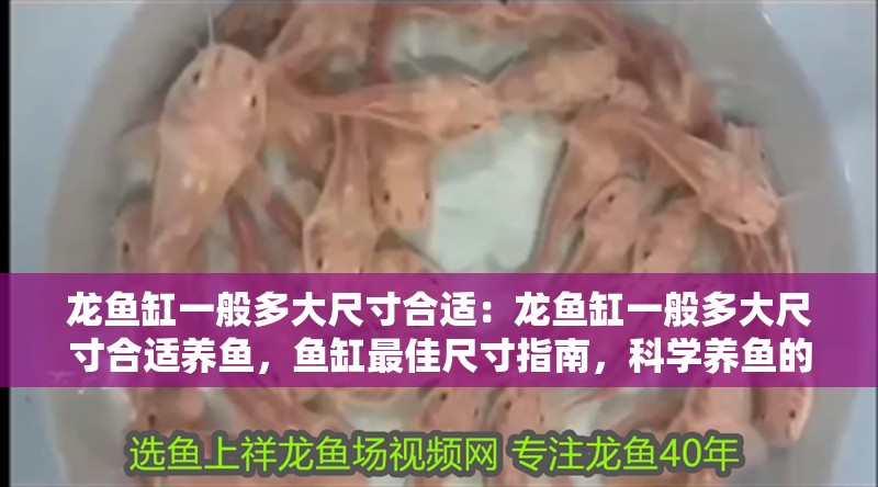 龍魚缸一般多大尺寸合適：龍魚缸一般多大尺寸合適養魚，魚缸最佳尺寸指南，科學養魚的空間 龍魚缸一般多大尺寸合適：龍魚缸一般多大尺寸合適養魚，魚缸最佳尺寸指南，科學養魚的空間 水族問答