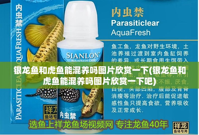 銀龍魚和虎魚能混養嗎圖片欣賞一下(銀龍魚和虎魚能混養嗎圖片欣賞一下吧) 虎魚百科 第1張 銀龍魚和虎魚能混養嗎圖片欣賞一下(銀龍魚和虎魚能混養嗎圖片欣賞一下吧) 銀龍魚和虎魚能混養嗎圖片欣賞一下(銀龍魚和虎魚能混養嗎圖片欣賞一下吧) 虎魚百科 第1張