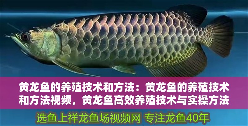 黃龍魚的養(yǎng)殖技術(shù)和方法：黃龍魚的養(yǎng)殖技術(shù)和方法視頻，黃龍魚高效養(yǎng)殖技術(shù)與實(shí)操方法