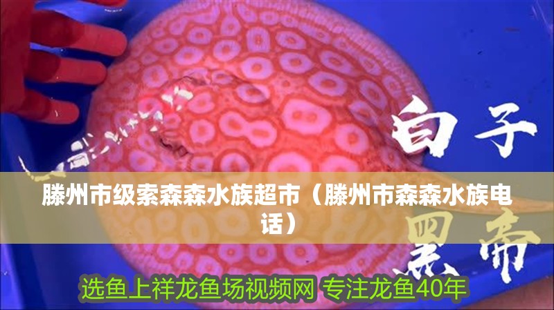 滕州市級索森森水族超市（滕州市森森水族電話）