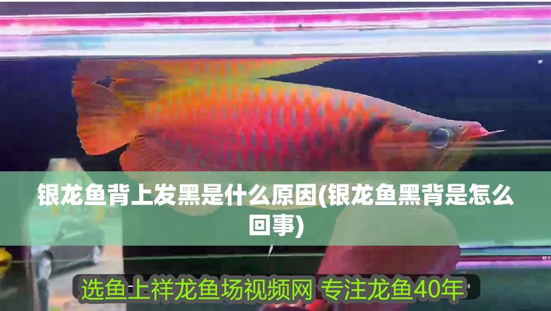 銀龍魚背上發(fā)黑是什么原因(銀龍魚黑背是怎么回事)