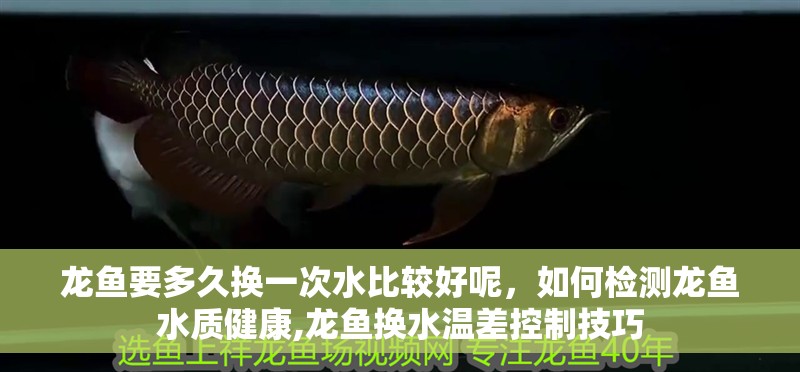 龍魚要多久換一次水比較好呢，如何檢測龍魚水質健康,龍魚換水溫差控制技巧