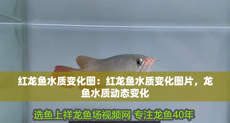 紅龍魚水質變化圖：紅龍魚水質變化圖片，龍魚水質動態變化