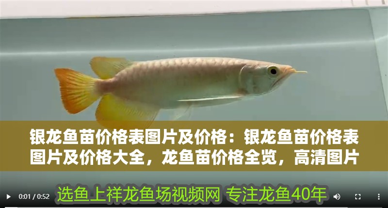 銀龍魚苗價格表圖片及價格:銀龍魚苗價格表圖片及價格大全,龍魚苗價格全覽,高清圖片與詳細報價一覽表 水族問答 銀龍魚苗價格表圖片及價格:銀龍魚苗價格表圖片及價格大全,龍魚苗價格全覽,高清圖片與詳細報價一覽表 銀龍魚苗價格表圖片及價格:銀龍魚苗價格表圖片及價格大全,龍魚苗價格全覽,高清圖片與詳細報價一覽表 水族問答