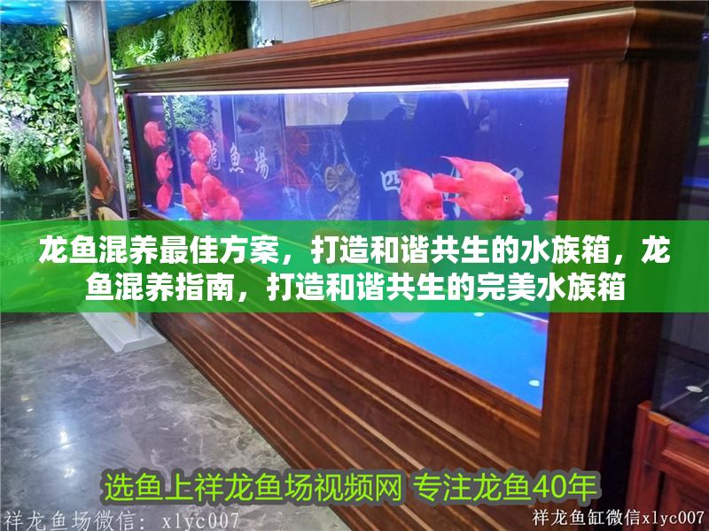 龍魚混養最佳方案，打造和諧共生的水族箱，龍魚混養指南，打造和諧共生的完美水族箱