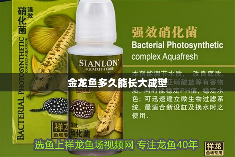 金龍魚多久能長大成型 龍魚百科 第2張 金龍魚多久能長大成型 金龍魚多久能長大成型 龍魚百科 第2張