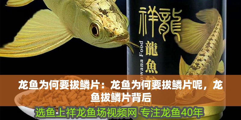 龍魚為何要拔鱗片：龍魚為何要拔鱗片呢，龍魚拔鱗片背后 龍魚為何要拔鱗片：龍魚為何要拔鱗片呢，龍魚拔鱗片背后 水族問答