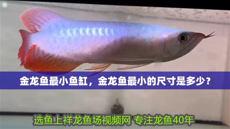 金龍魚最小魚缸，金龍魚最小的尺寸是多少？