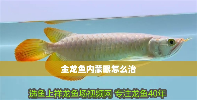 金龍魚內蒙眼怎么治