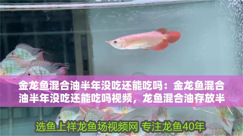 金龍魚(yú)混合油半年沒(méi)吃還能吃嗎：金龍魚(yú)混合油半年沒(méi)吃還能吃嗎視頻，龍魚(yú)混合油存放半年是否仍可