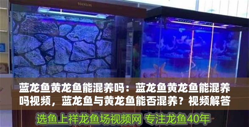 藍(lán)龍魚(yú)黃龍魚(yú)能混養(yǎng)嗎：藍(lán)龍魚(yú)黃龍魚(yú)能混養(yǎng)嗎視頻，藍(lán)龍魚(yú)與黃龍魚(yú)能否混養(yǎng)？視頻解答