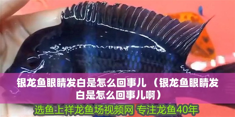 銀龍魚眼睛發(fā)白是怎么回事兒 （銀龍魚眼睛發(fā)白是怎么回事兒啊）