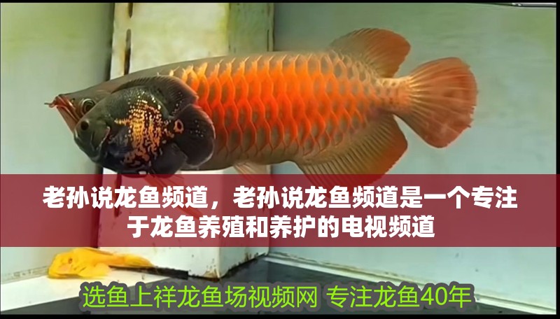 老孫說龍魚頻道，老孫說龍魚頻道是一個專注于龍魚養(yǎng)殖和養(yǎng)護(hù)的電視頻道