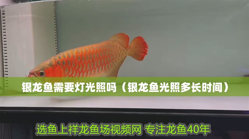 銀龍魚需要燈光照嗎（銀龍魚光照多長時間）