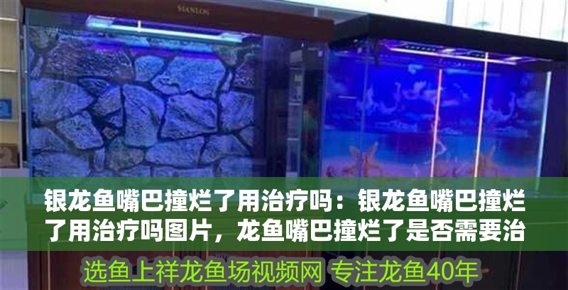 銀龍魚嘴巴撞爛了用治療嗎：銀龍魚嘴巴撞爛了用治療嗎圖片，龍魚嘴巴撞爛了是否需要治療？