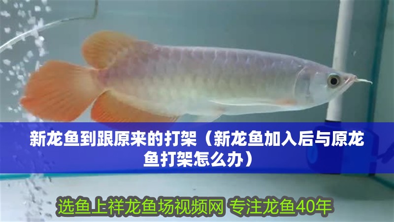新龍魚到跟原來(lái)的打架（新龍魚加入后與原龍魚打架怎么辦）