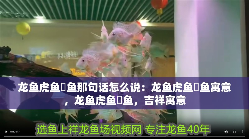 龍魚虎魚魟魚那句話怎么說：龍魚虎魚魟魚寓意，龍魚虎魚魟魚，吉祥寓意