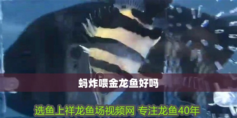 螞炸喂金龍魚好嗎