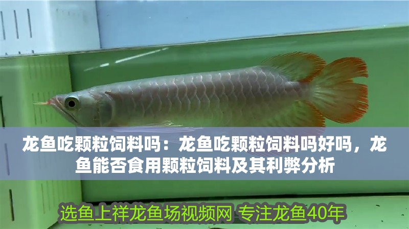 龍魚吃顆粒飼料嗎：龍魚吃顆粒飼料嗎好嗎，龍魚能否食用顆粒飼料及其利弊分析