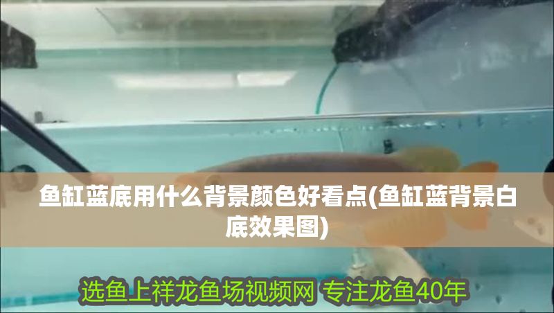 魚缸藍底用什么背景顏色好看點(魚缸藍背景白底效果圖)