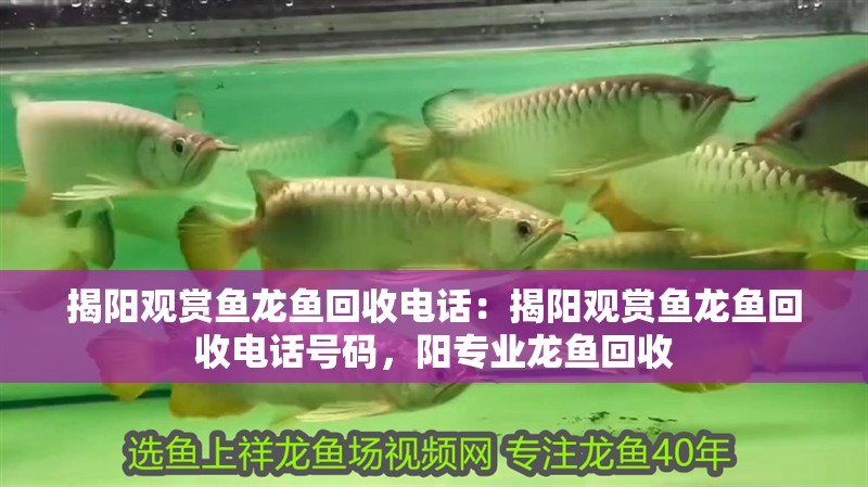 揭陽觀賞魚龍魚回收電話：揭陽觀賞魚龍魚回收電話號碼，陽專業龍魚回收