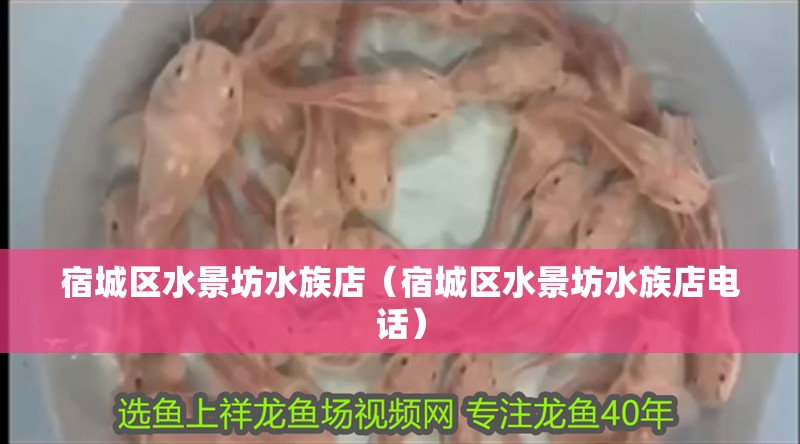 宿城區水景坊水族店（宿城區水景坊水族店電話）