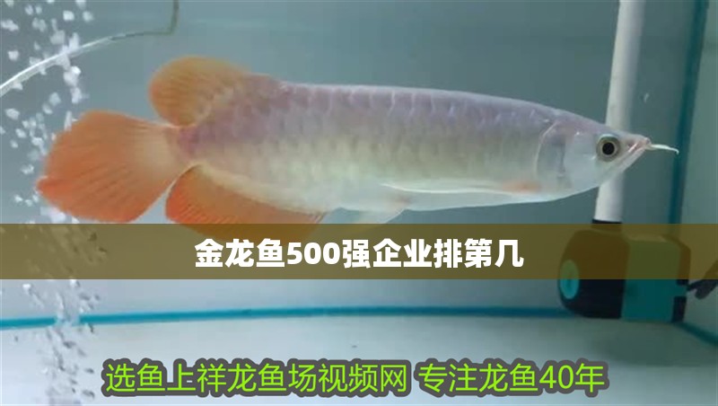 金龍魚500強企業排第幾