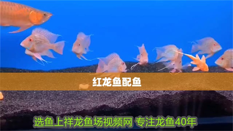 紅龍魚配魚